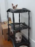 Huguinho