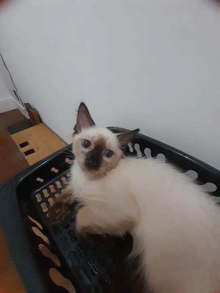 Gato ra a Siamês idade  nome Huguinho