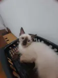 Huguinho