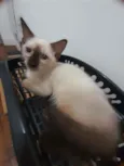 Huguinho