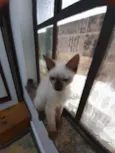 Huguinho