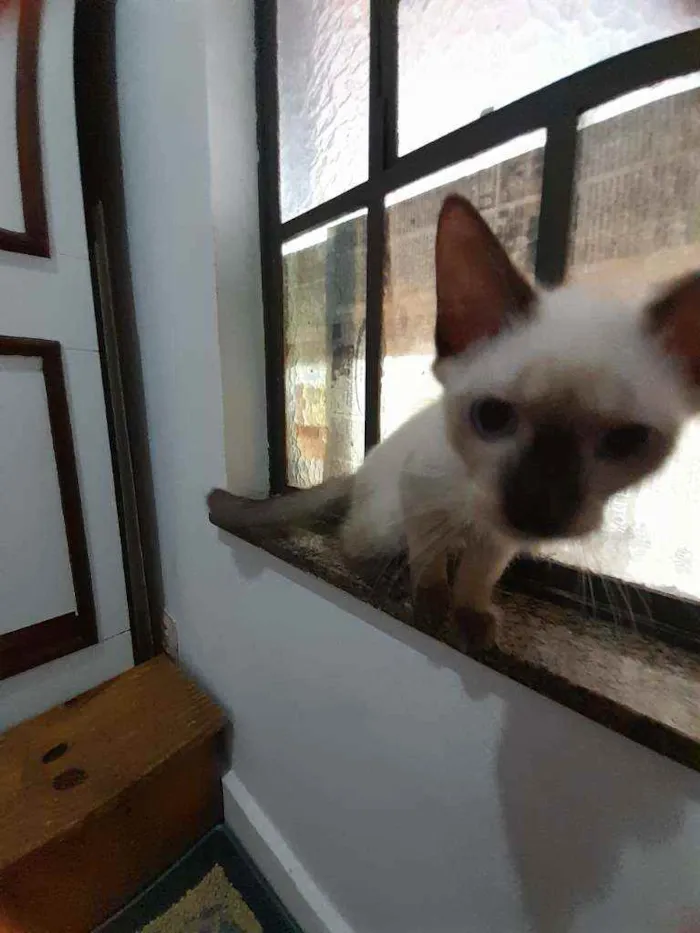 Gato ra a Siamês idade  nome Huguinho