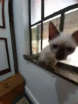 Huguinho