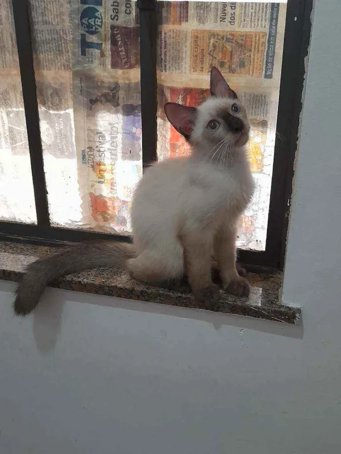 Gato ra a Siamês idade  nome Huguinho