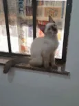 Huguinho