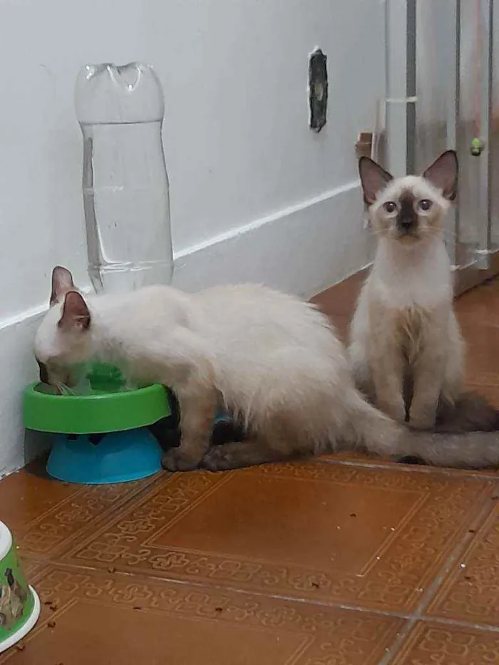 Gato ra a Siamês idade  nome Huguinho