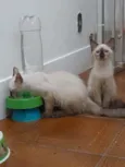 Huguinho
