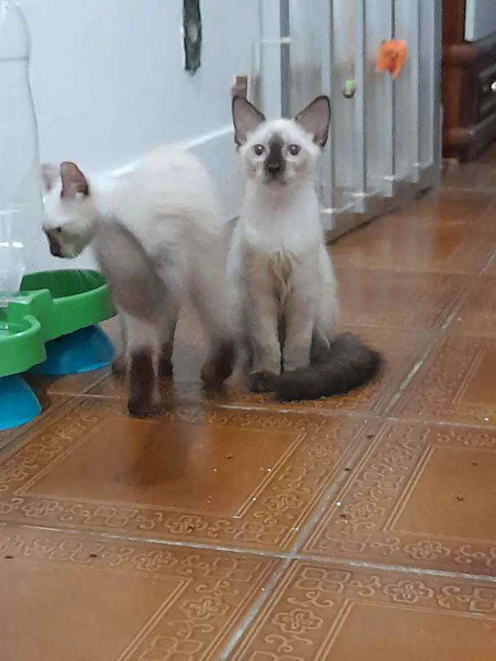 Gato ra a Siamês idade  nome Huguinho