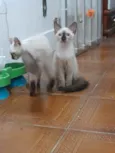 Huguinho