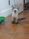Huguinho