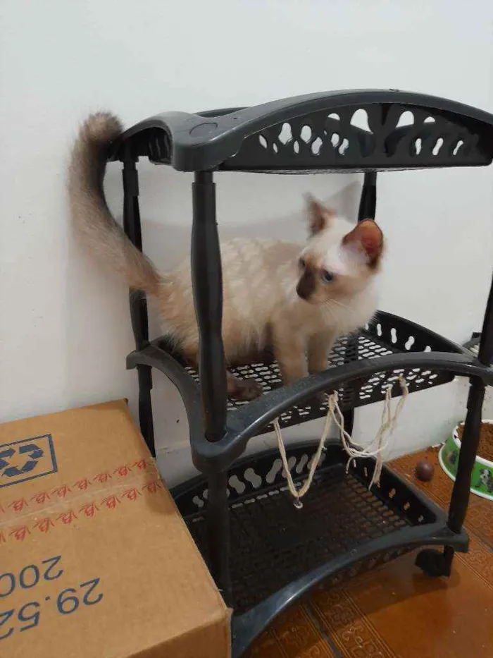 Gato ra a Siamês idade  nome Huguinho