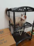 Huguinho