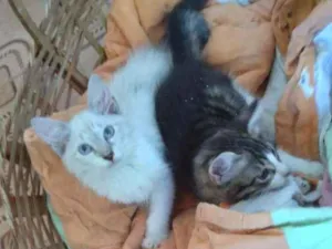 Gato raça SRD idade 2 a 6 meses nome Pérola e Shane