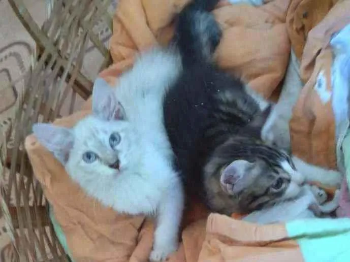Gato ra a SRD idade 2 a 6 meses nome Pérola e Shane