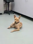 Cachorro