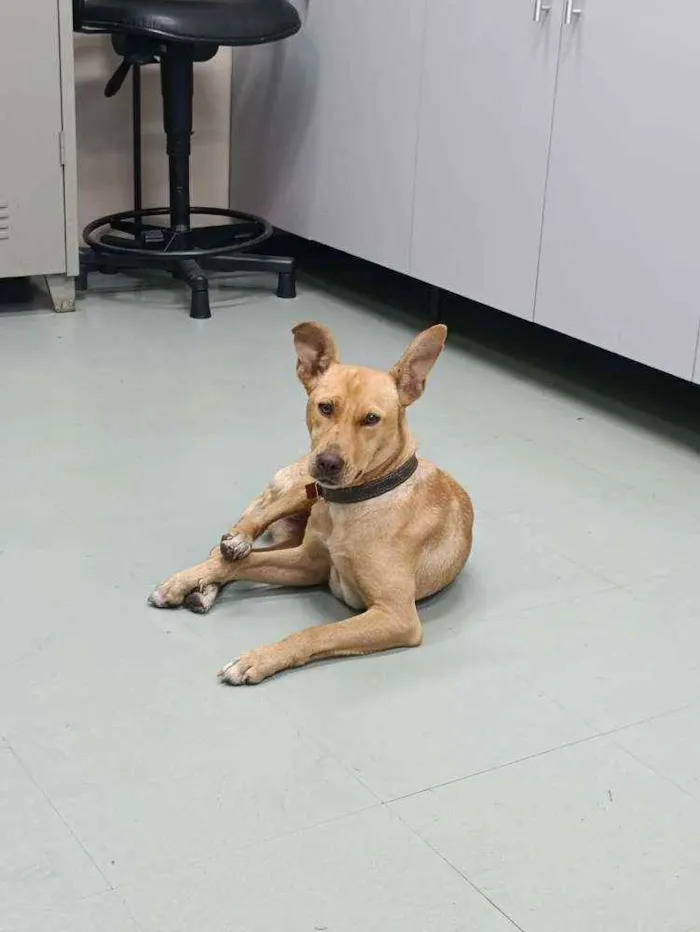 Cachorro ra a SRD idade 1 ano nome Cachorro