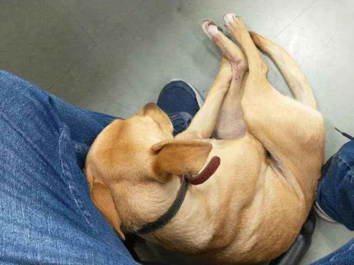 Cachorro ra a SRD idade 1 ano nome Cachorro