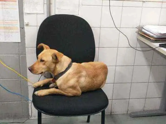 Cachorro ra a SRD idade 1 ano nome Cachorro