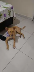 Cachorro