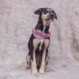 Isadora