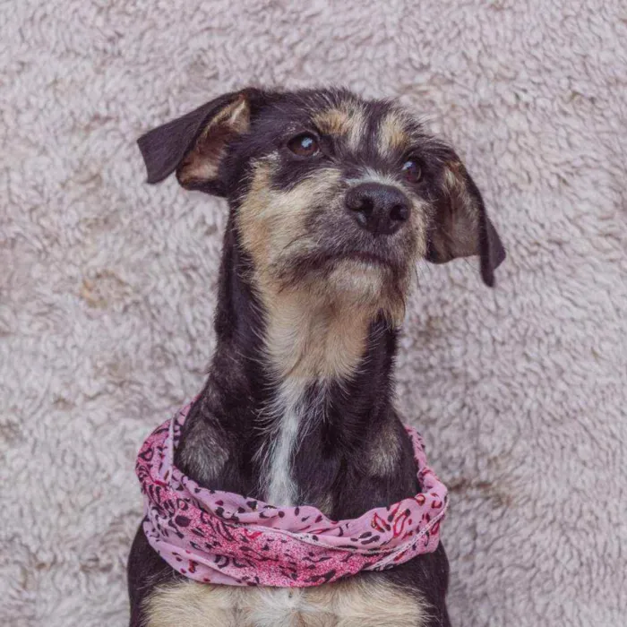 Cachorro ra a SRD idade 2 anos nome Isadora