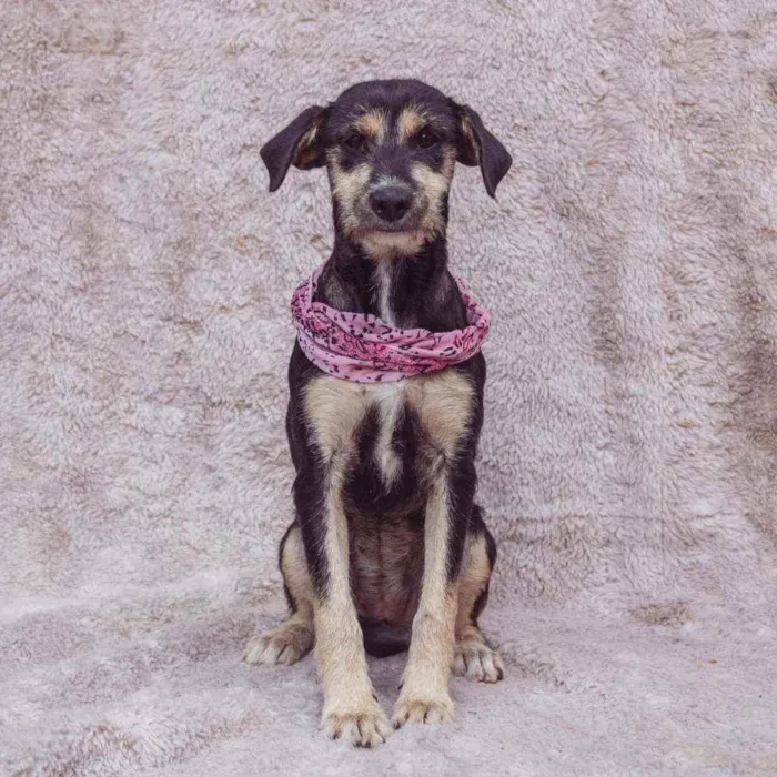 Cachorro ra a SRD idade 2 anos nome Isadora