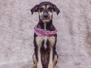 Cachorro raça SRD idade 2 anos nome Isadora