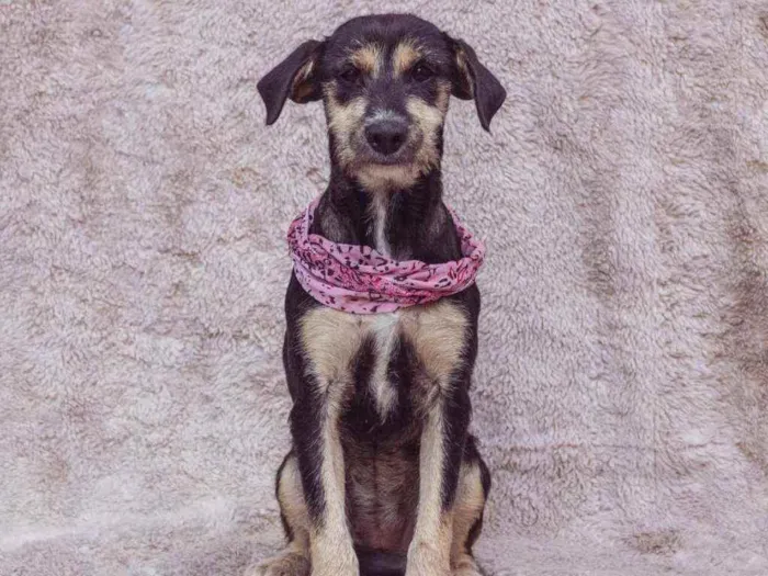 Cachorro ra a SRD idade 2 anos nome Isadora
