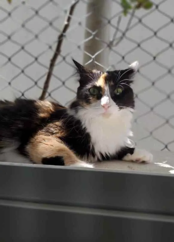 Gato ra a srd tricolor idade 1 ano nome ANAHÍ