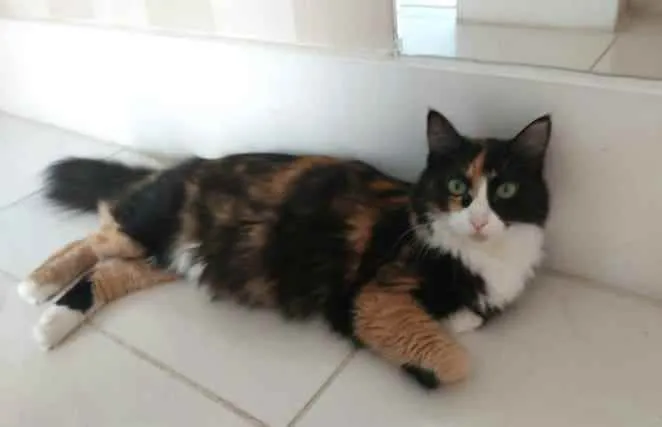 Gato ra a srd tricolor idade 1 ano nome ANAHÍ