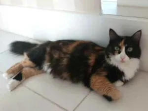 Gato raça srd tricolor idade 1 ano nome ANAHÍ