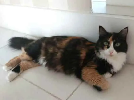 Gato ra a srd tricolor idade 1 ano nome ANAHÍ