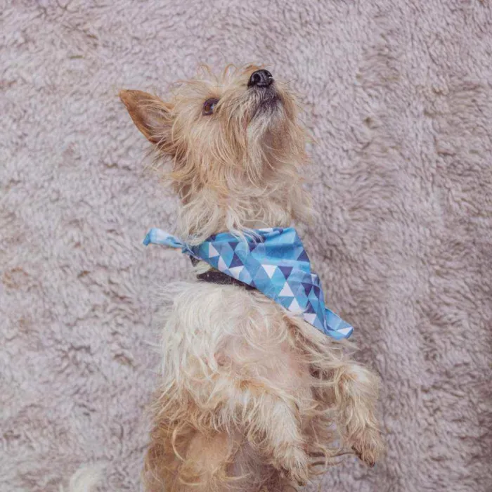 Cachorro ra a SRD idade 3 anos nome Teko