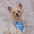 Teko