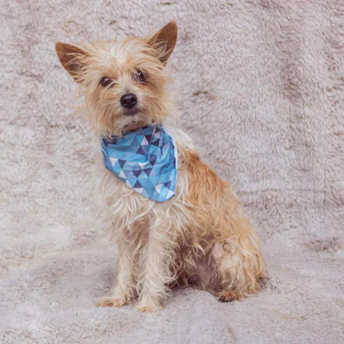 Cachorro ra a SRD idade 3 anos nome Teko