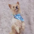 Teko