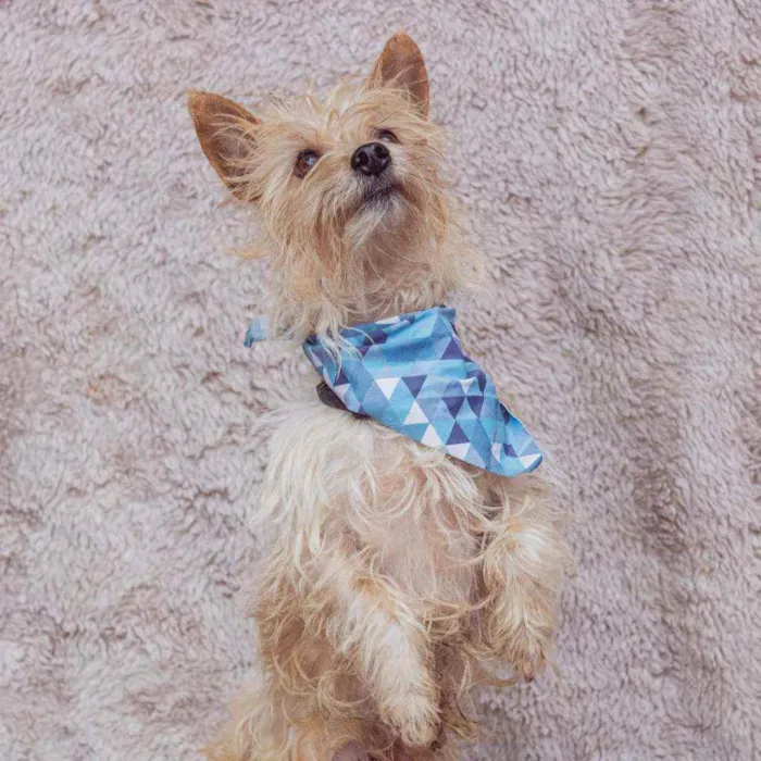 Cachorro ra a SRD idade 3 anos nome Teko