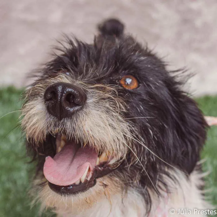 Cachorro ra a SRD idade 2 anos nome Monique