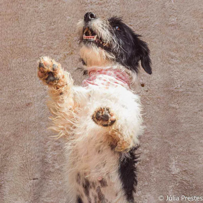 Cachorro ra a SRD idade 2 anos nome Monique