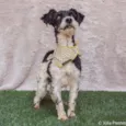 Marcelo