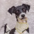 Marcelo