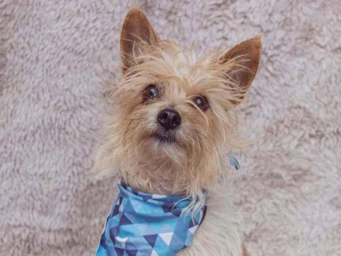 Cachorro ra a SRD idade 3 anos nome Teko