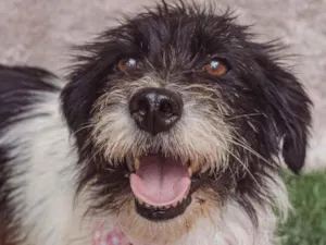 Cachorro raça SRD idade 2 anos nome Monique