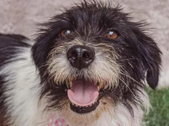 Cachorro ra a SRD idade 2 anos nome Monique