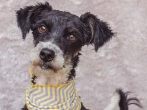 Cachorro raça SRD idade 2 anos nome Marcelo