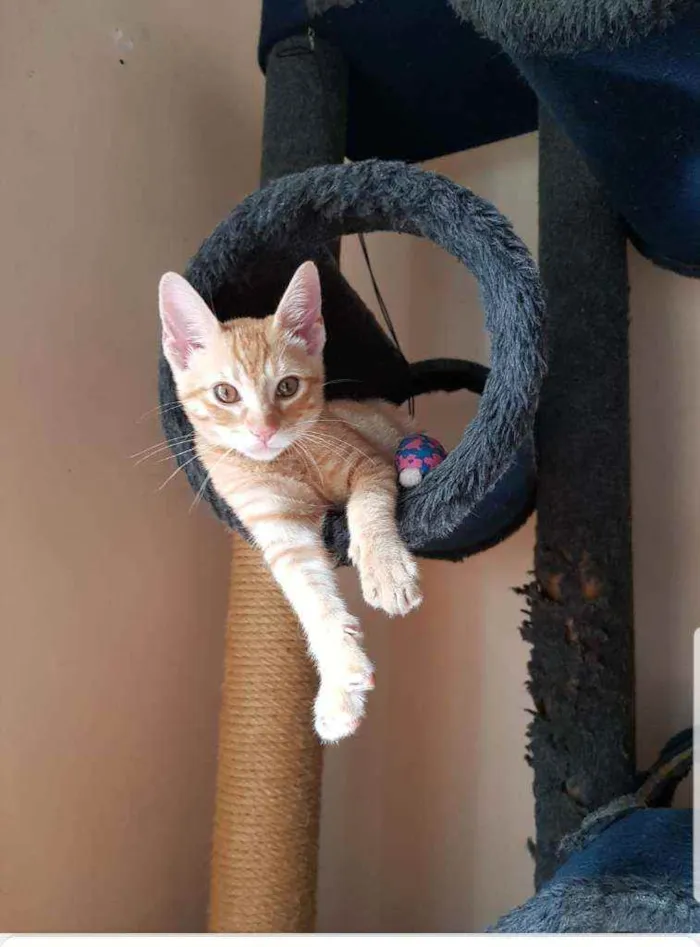 Gato raça SRD idade 2 a 6 meses nome Amarelo