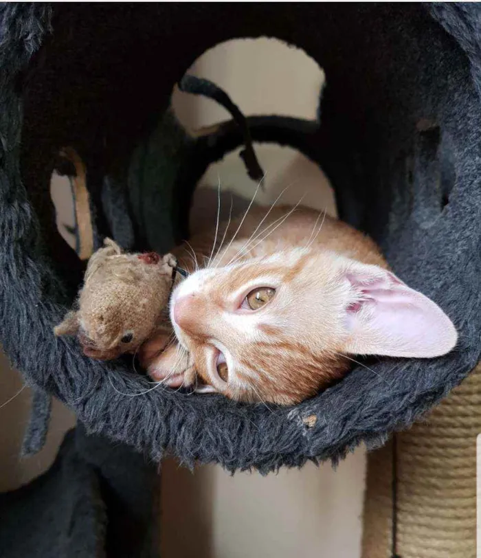 Gato raça SRD idade 2 a 6 meses nome Amarelo