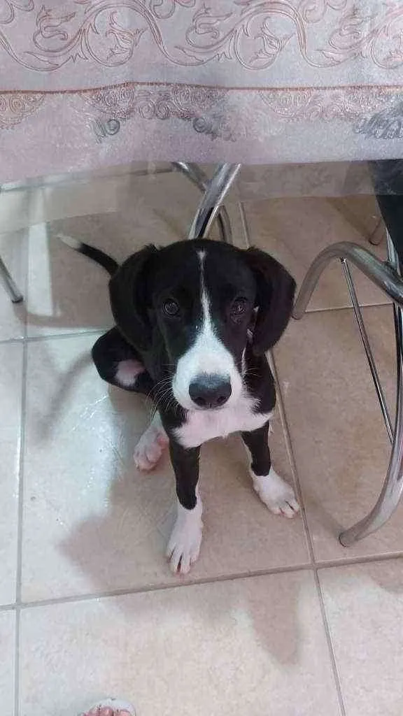 Cachorro ra a SRD idade 2 a 6 meses nome Bibi