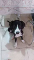 Bibi