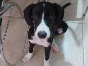 Cachorro raça SRD idade 2 a 6 meses nome Bibi